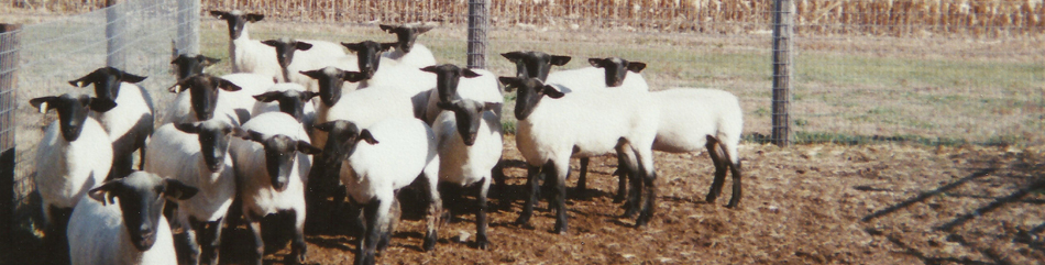 Johnson Family Livestock
